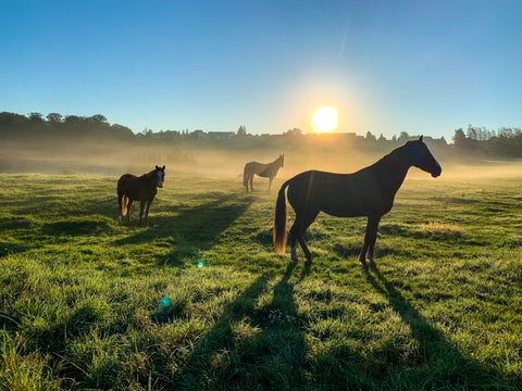 Top Tips on Preparing Your Horse For Summer in the UK