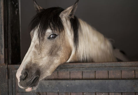 how to prepare your horse stables for winter