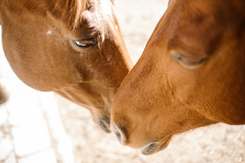 Mastering Horseback Riding Techniques: Lessons and Training Tips for Riders in the UK