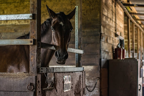 The REAL Costs Of Owning A Horse Per Year In the UK