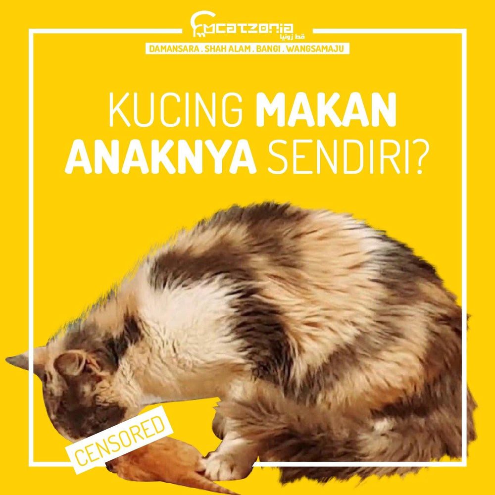 KUCING MAKAN ANAKNYA SENDIRI? u2013 Catzonia