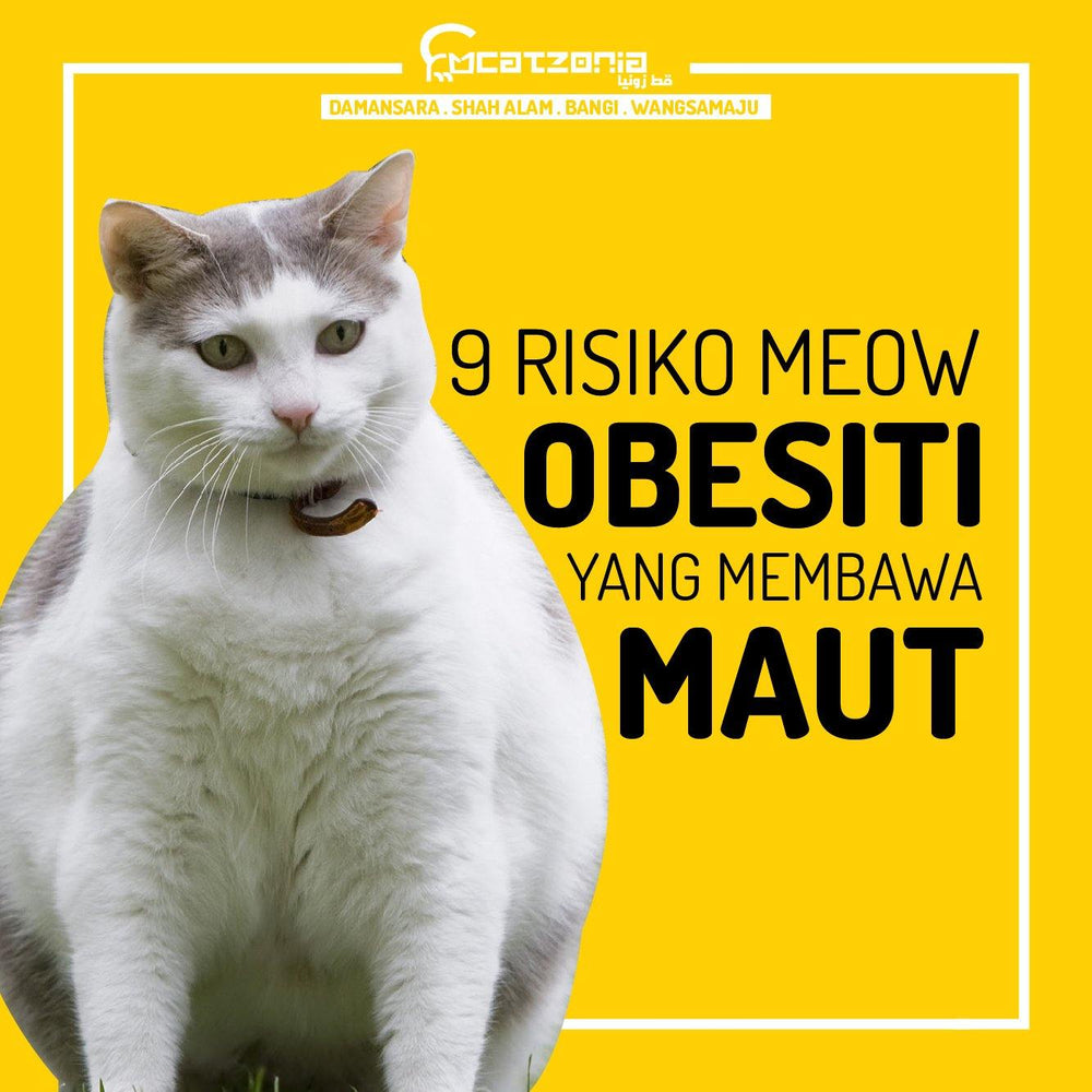 9 KESAN MENDATANGKAN MAUT BUAT MEOW OBESITI u2013 Catzonia