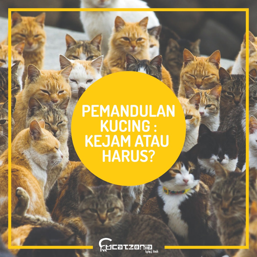 Pemandulan Kucing Kejam Atau Harus Catzonia