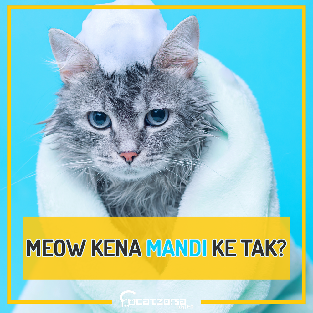 MEOW KENA MANDI KE TAK? u2013 Catzonia