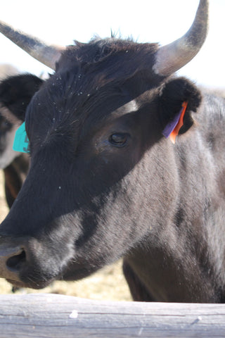 Rancho Brough Wagyu