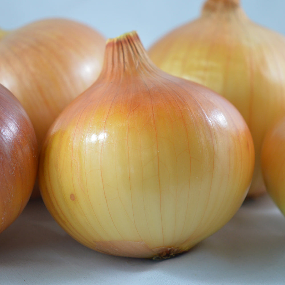 Organic Seeds - Yellow of Parma Onions