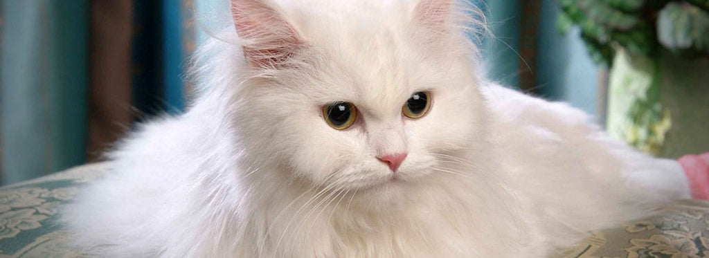 Persian cat care