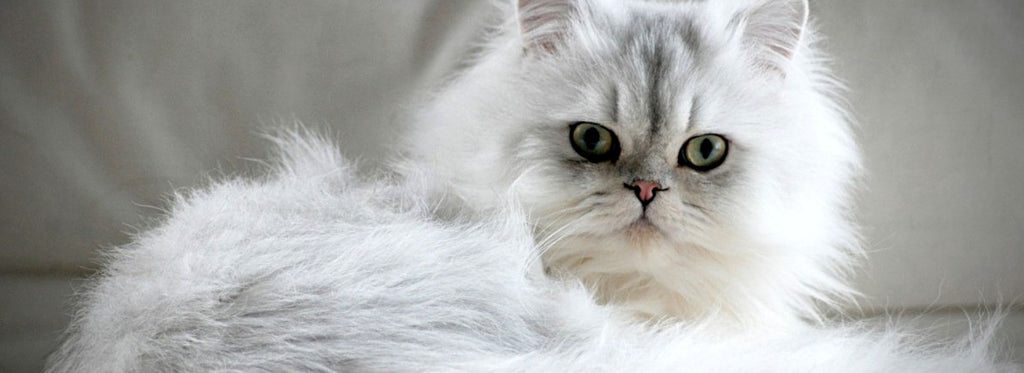 Persian cat