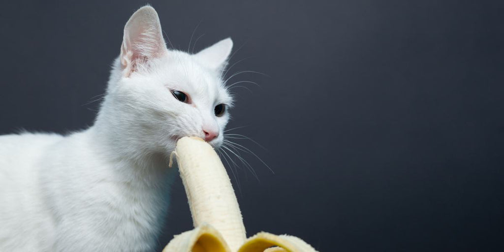 banana cat