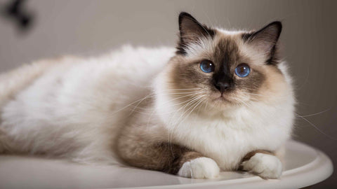 cute Burmese cat