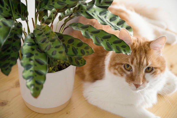 calathea cat