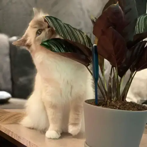 calathea poisonous cat