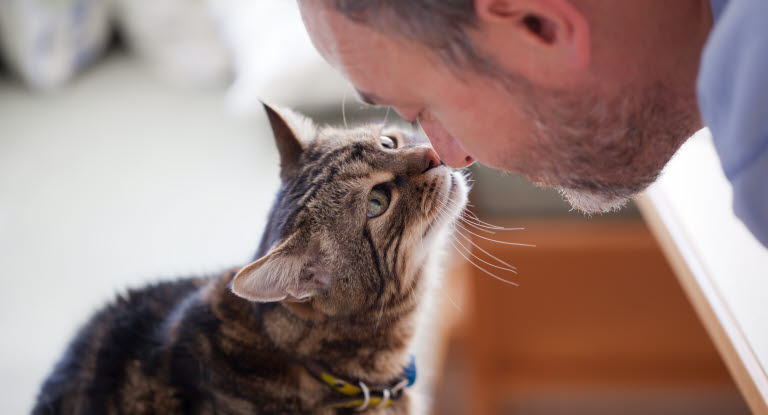 comment avoir une relation fusionnelle avec son chat