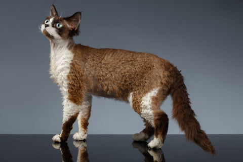 devon rex cat small