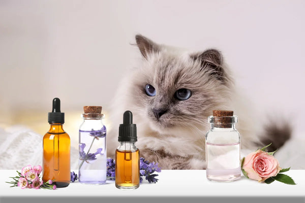 huile essentiel repulsif chat