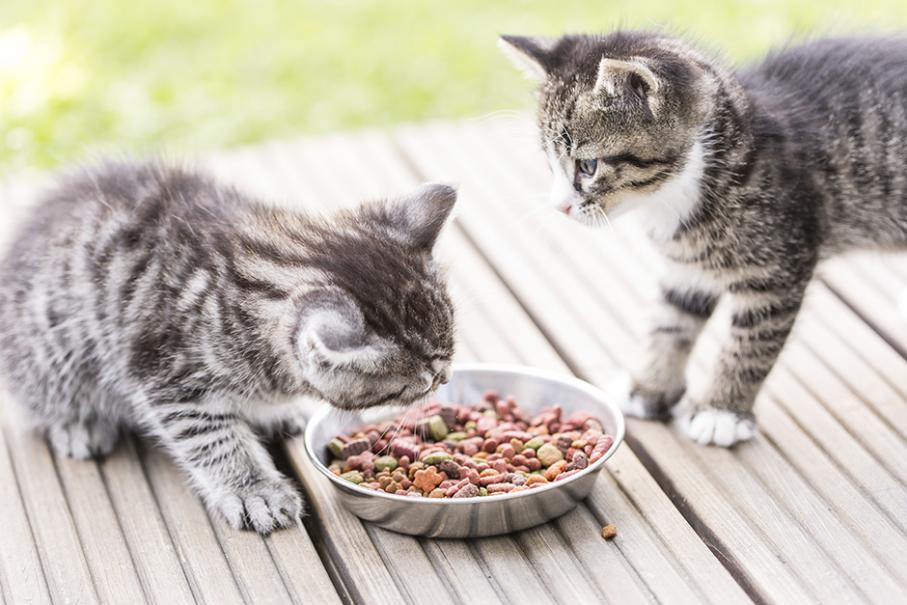 chat qui mange