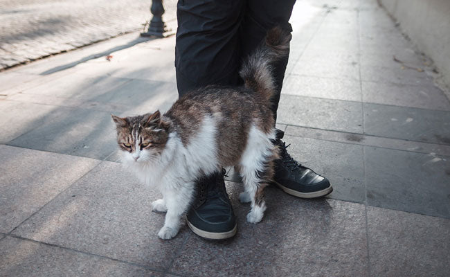 chat me suit dans la rue