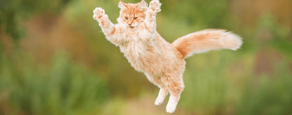 jumping kitten