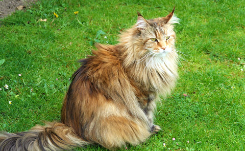 chat siberien lion