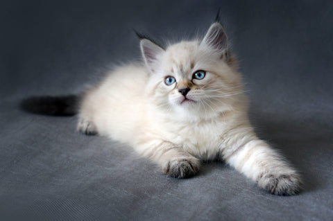 cute siberian cat