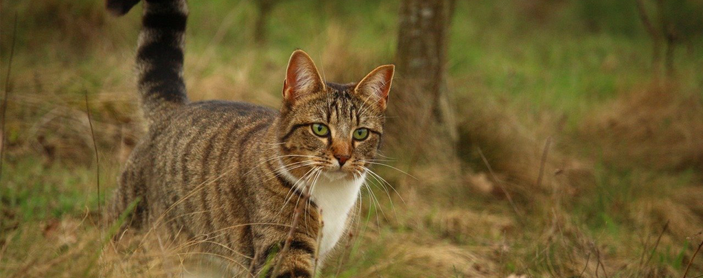 chat queue levée