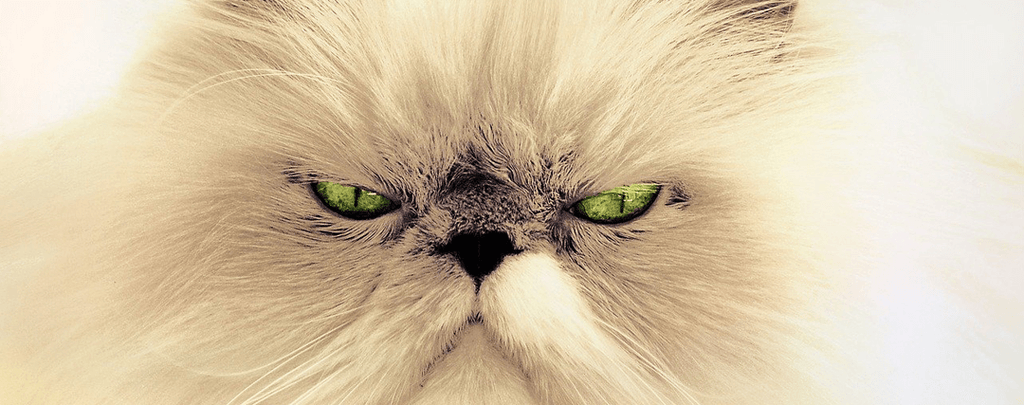 chat en colère