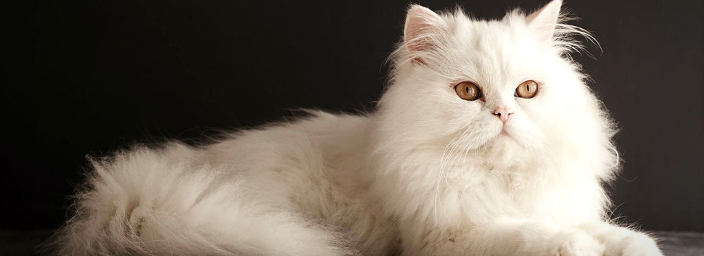 Persian Cat Character
