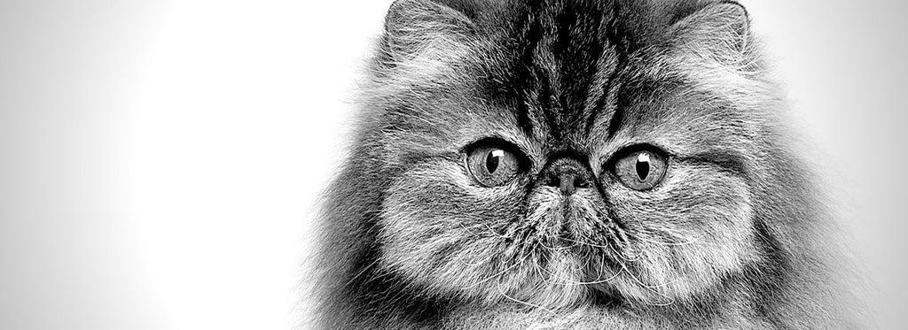 Persian cat health