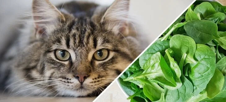 cat spinach