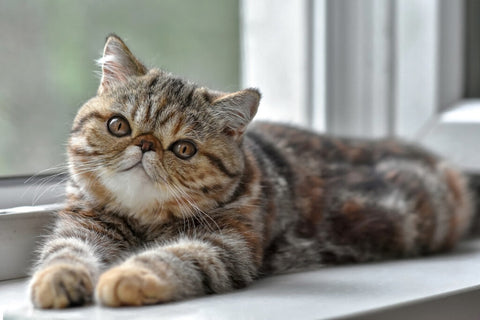 cute exotic shorthair