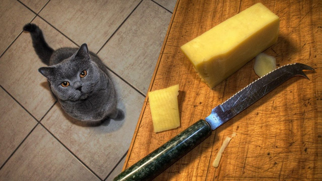 cat cheese