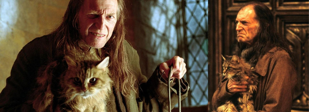 Maine Coon Harry Potter