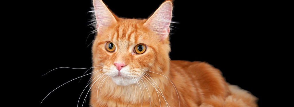 Red Maine Coon