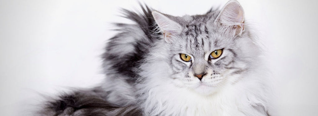 Silver Maine Coon