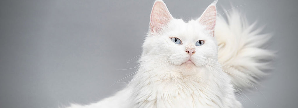 Maine Coon Blanc