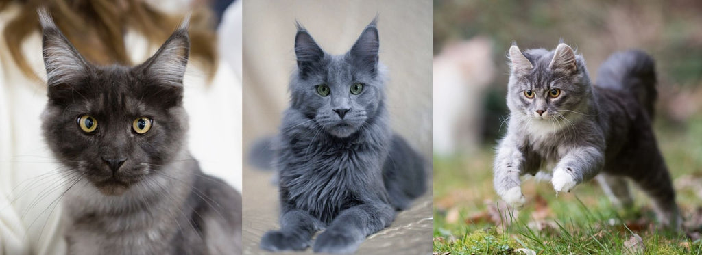 Blue Maine Coon