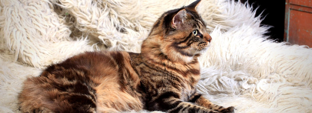 Brown Maine Coon