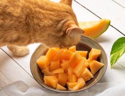 melon cat