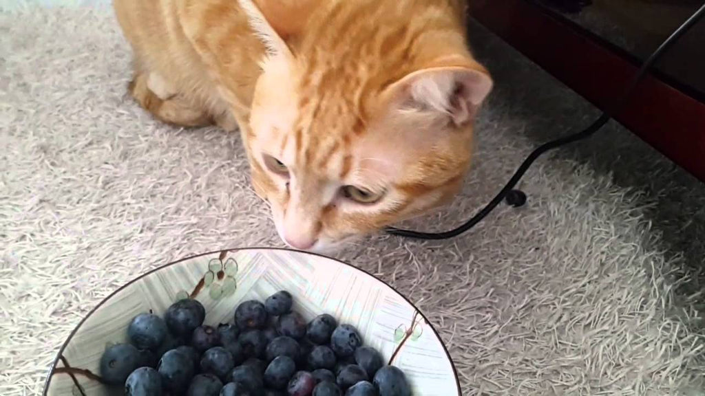 blueberries cat