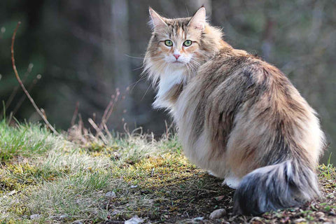 norwegian forest lion