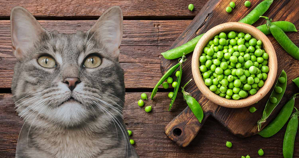 pea cat