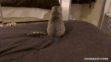 chat qui joue avec sa queue
