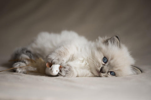 cute ragdoll