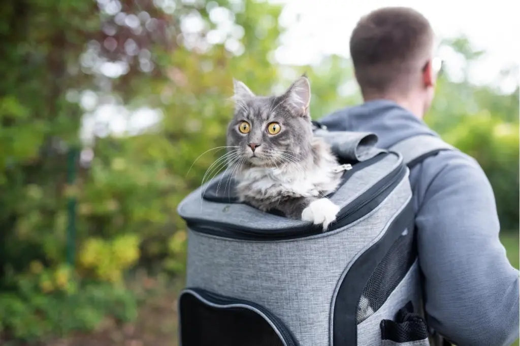 cat backpack