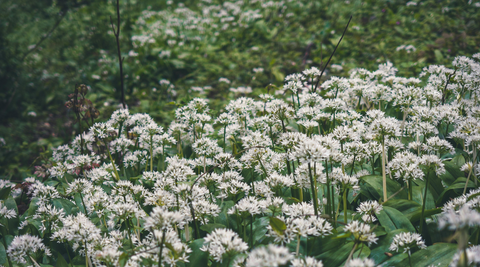 Wild Garlic