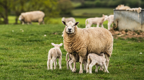 Sheep and lambs