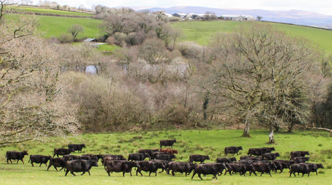 cattle in field