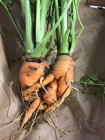 bambino carrots organic carrots uk veg box delivery