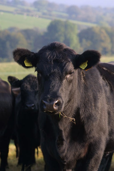 heritage grass fed aberdeen angus cattle