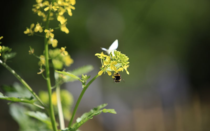 save the bees with organic farming